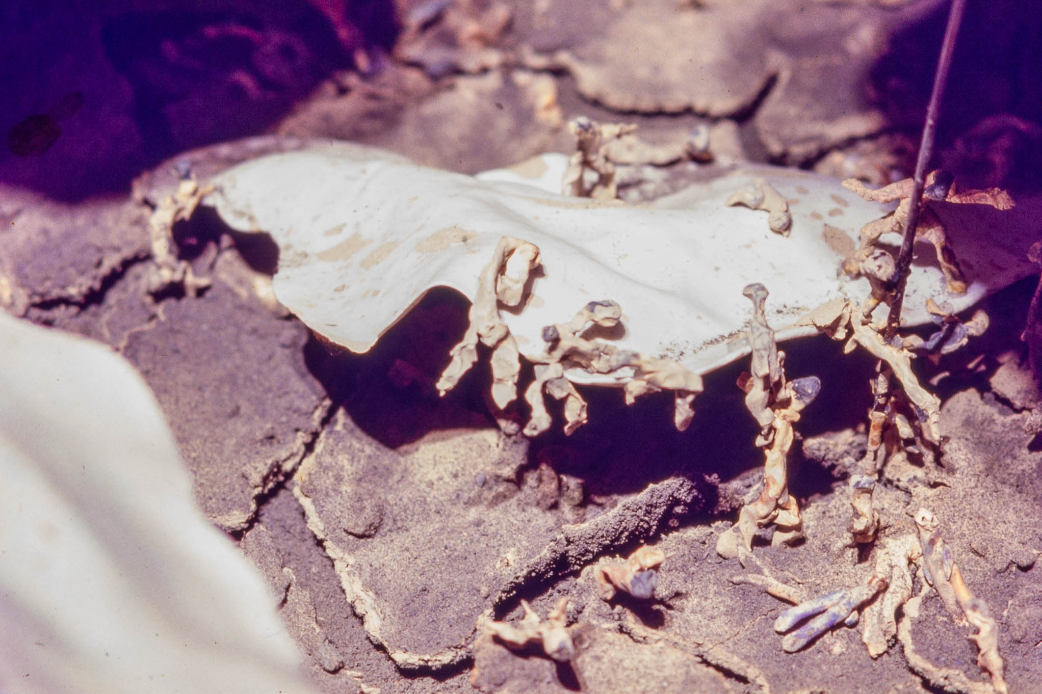 1986-1991_蕭麗虹 Margaret Shiu Tan_作品_浮 Floating_MST-F-04